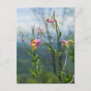 Tall Corydalis Wildflower Vertical Postcard