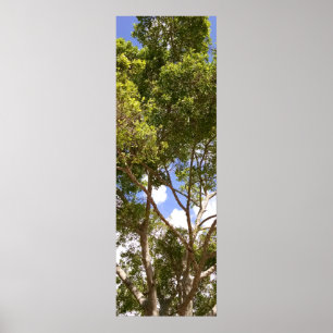 Tall curvy florida tree Poster