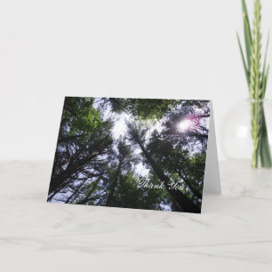 Tall forest trees and sunshine thank you card