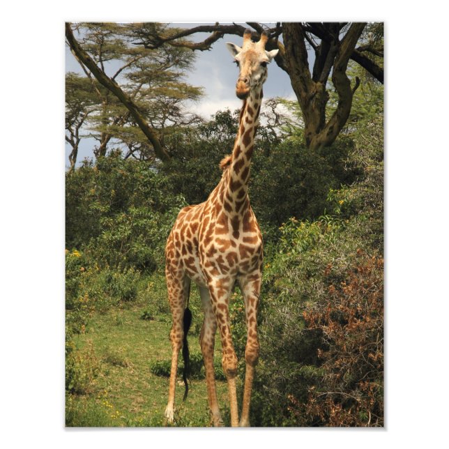 Tall Giraffe in Bushes Photo Print (Front)