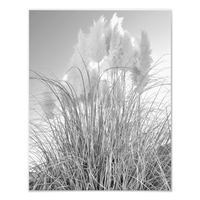 Tall Grass and Hyacinths at Island Park, NY Photo Print (Front)