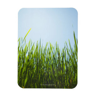 Tall green grass against blue sky with sun magnet