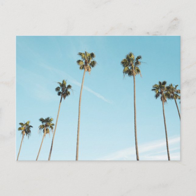 Tall Palm Trees Light Blue Sky Holiday Postcard (Front)