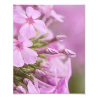 Tall Phlox Gracefully Meets the Sunlight