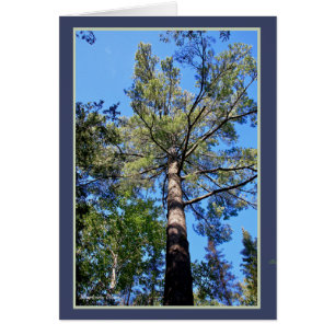 Tall Pine Tree