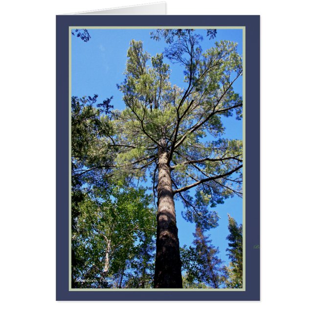 Tall Pine Tree (Front)