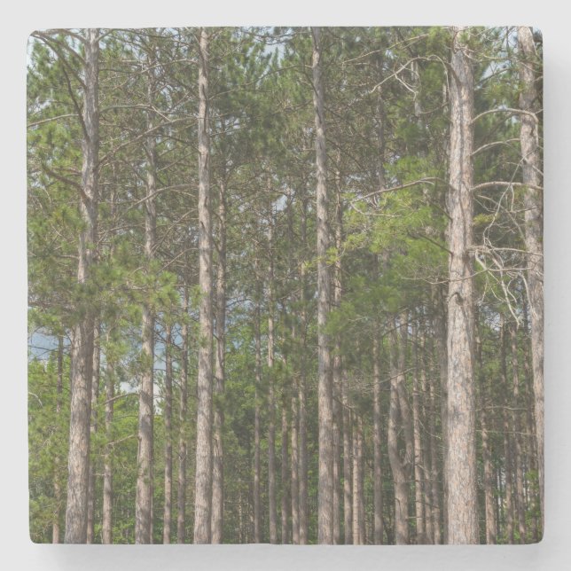 Tall Pines Stone Coaster (Front)