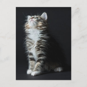 Tall Tabby Postcard