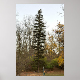 Tall Tree Photo Poster