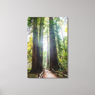 Tall Trees Canvas Print