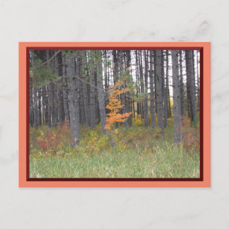 Tall Trees in Northern Minnesota/Autumn Postcard