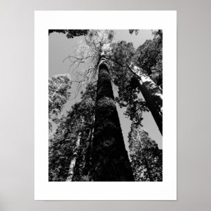 Tall Trees in Yosemite Black and White Photography Poster