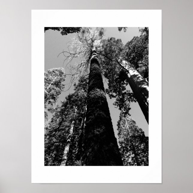 Tall Trees in Yosemite Black and White Photography Poster (Front)