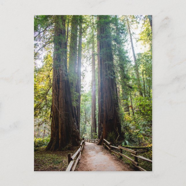 Tall Trees Postcard (Front)