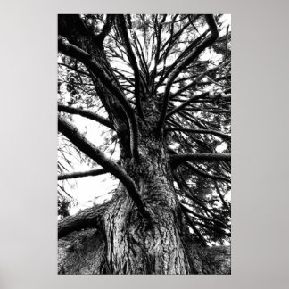 Taller Than You Think Poster