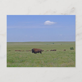 Tallgrass Prairie National Preserve - Kansas Postcard