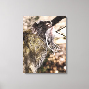 TAMARIN MONKEY   CANVAS PRINT