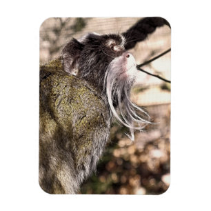 TAMARIN MONKEY  MAGNET