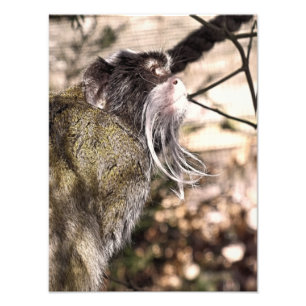 TAMARIN MONKEY  PHOTO PRINT