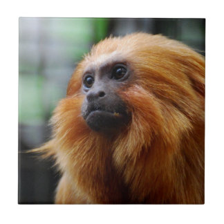 Tamarin Monkey Tile