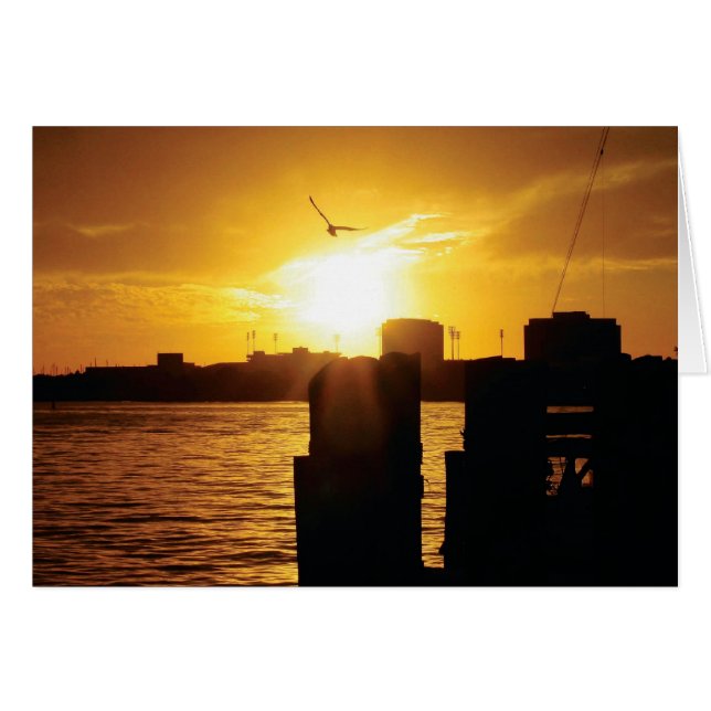 Tampa bay (Front Horizontal)