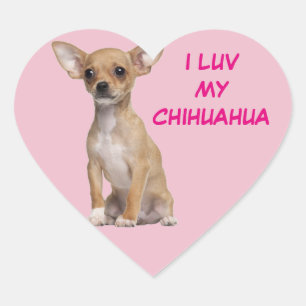 Tan and White Chihuahua Heart Sticker