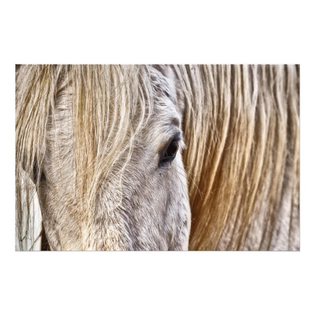 tan barn horse poster  (Front)