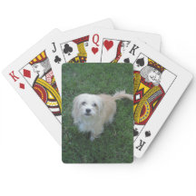Tan "Benji" Type Mutt on Grass