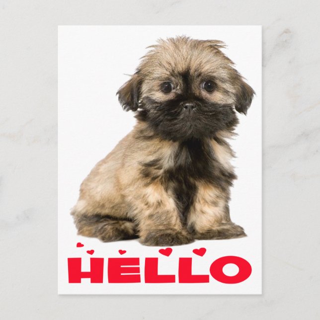 Tan & Black Shih Tzu Puppy Dog Red Hello Hearts Postcard (Front)