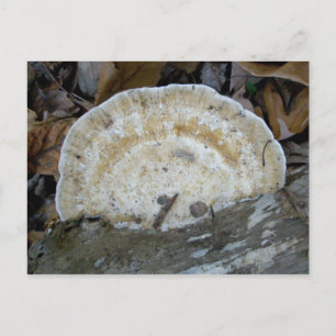 Tan Bracket Fungus Postcard