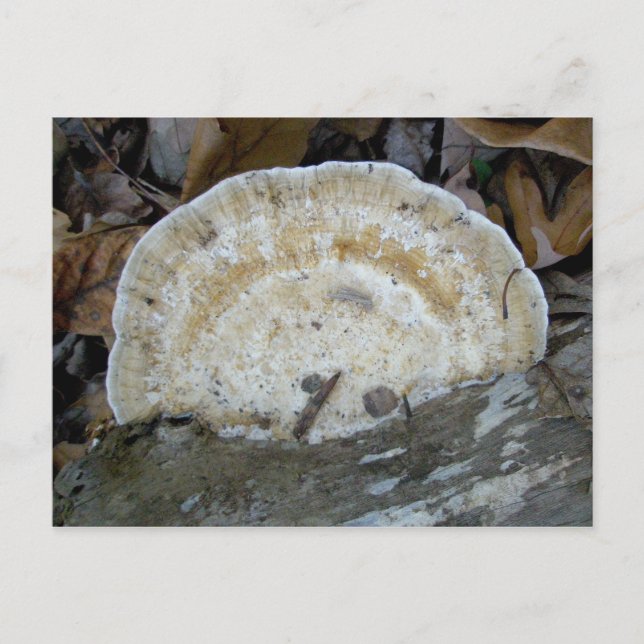 Tan Bracket Fungus Postcard (Front)