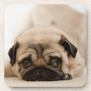 Tan Female Pug Coaster