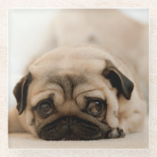 Tan Female Pug Glass Coaster