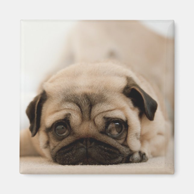 Tan Female Pug Magnet (Front)