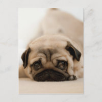Tan Female Pug