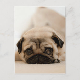 Tan Female Pug Postcard