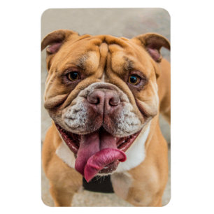 Tan Happy Dog Photo  Magnet