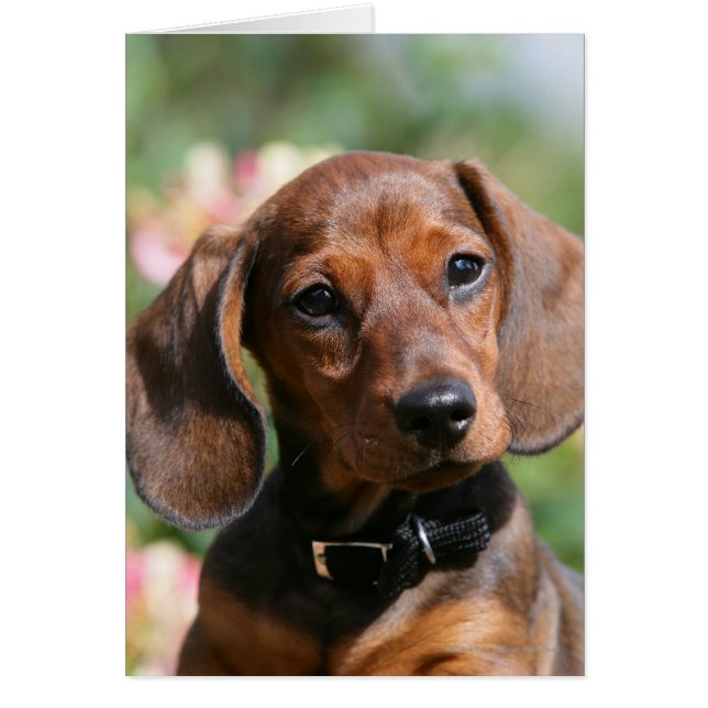 Tan Miniture Dachshund (Front)