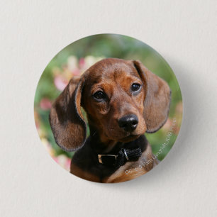 Tan Miniture Dachshund 6 Cm Round Badge