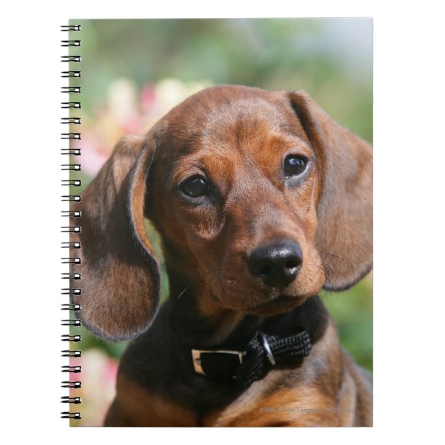 Tan Miniture Dachshund Notebook (Front)