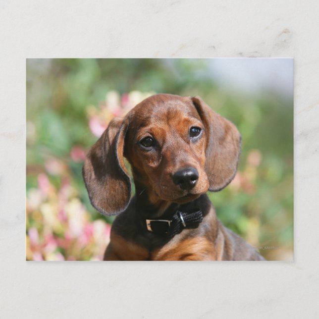 Tan Miniture Dachshund Postcard (Front)