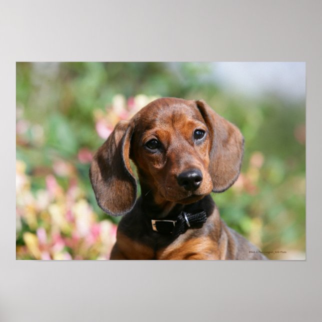Tan Miniture Dachshund Poster (Front)