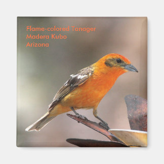 tanager magnet