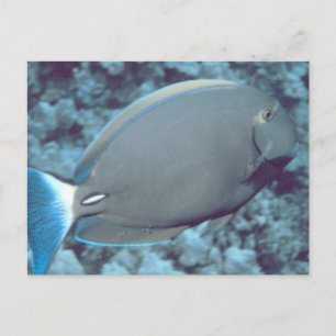 Tang Fish Postcard
