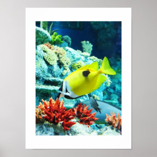 Tang tropical fish poster