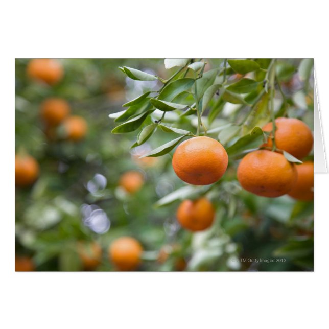 Tangerines hanging in tree (Front Horizontal)