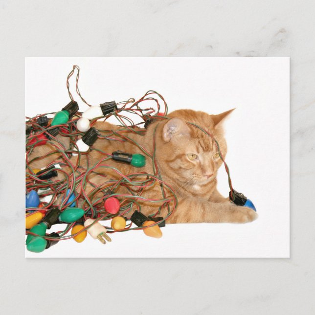Tangled Christmas kitty Holiday Postcard (Front)