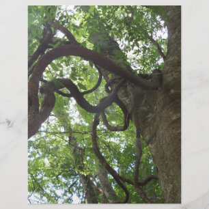 tangled old grapevines in tree