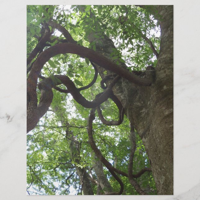 tangled old grapevines in tree (Front)