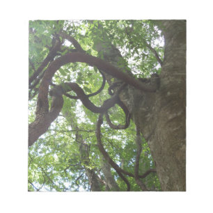 tangled old grapevines in tree notepad